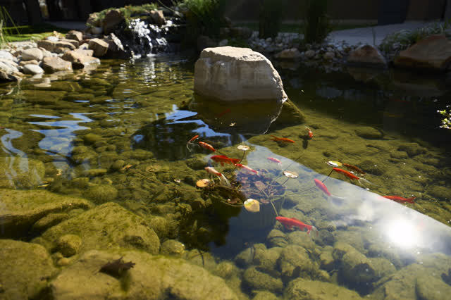 Koi pond