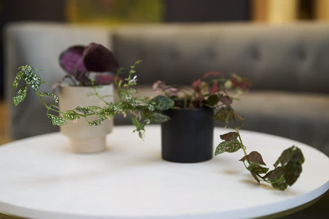 Plants on a lounge table